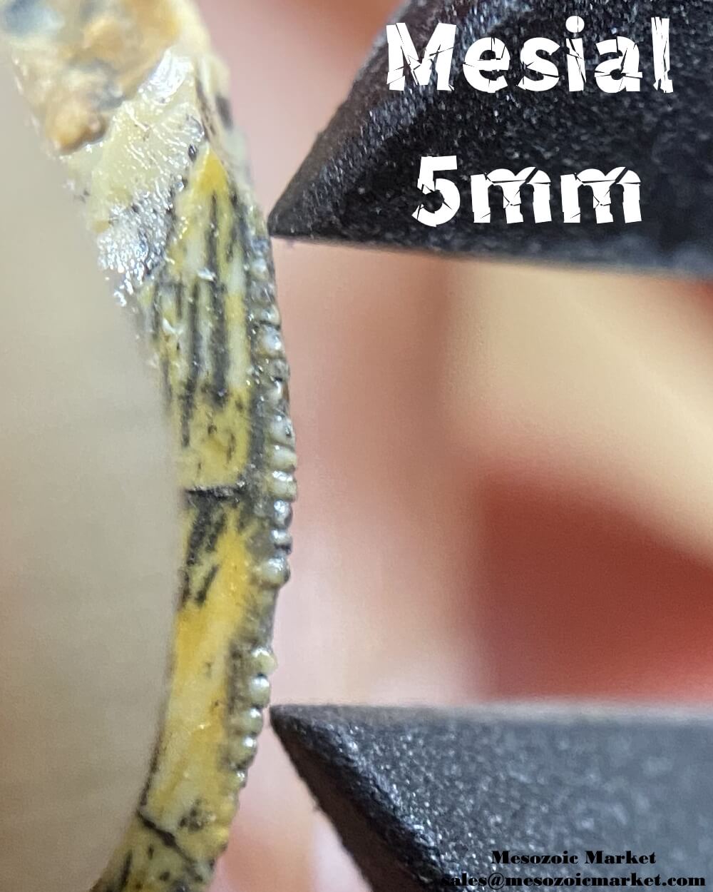 An image of the mesial serrations of a possible dromaeosaurid or noasaurid from the Kem Kem Group of Morocco.