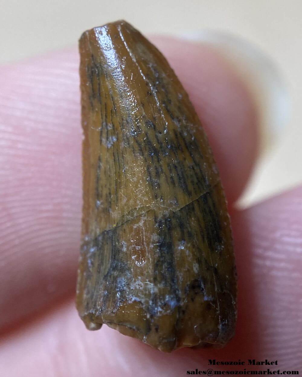 An image of an unknown, possibly a dromaeosaurid or noasaurid dinosaur tooth from the Kem Kem Beds.