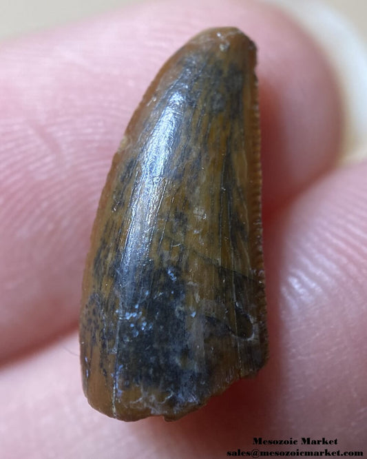 An image of an unknown, possibly a noasaurid or dromaeosaurid dinosaur tooth from the Kem Kem Beds.