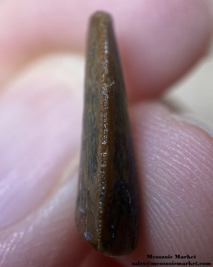 An image of the mesial edge of an unknown, possibly a noasaurid or dromaeosaurid dinosaur tooth from the Kem Kem Beds.