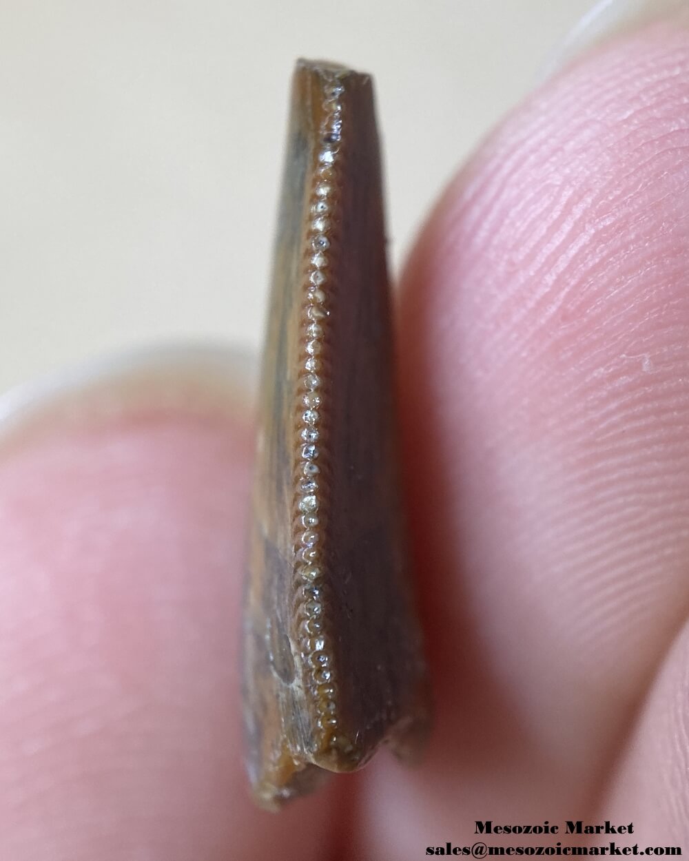 An image of the distal edge of an unknown, possibly a noasaurid or dromaeosaurid dinosaur tooth from the Kem Kem Beds.