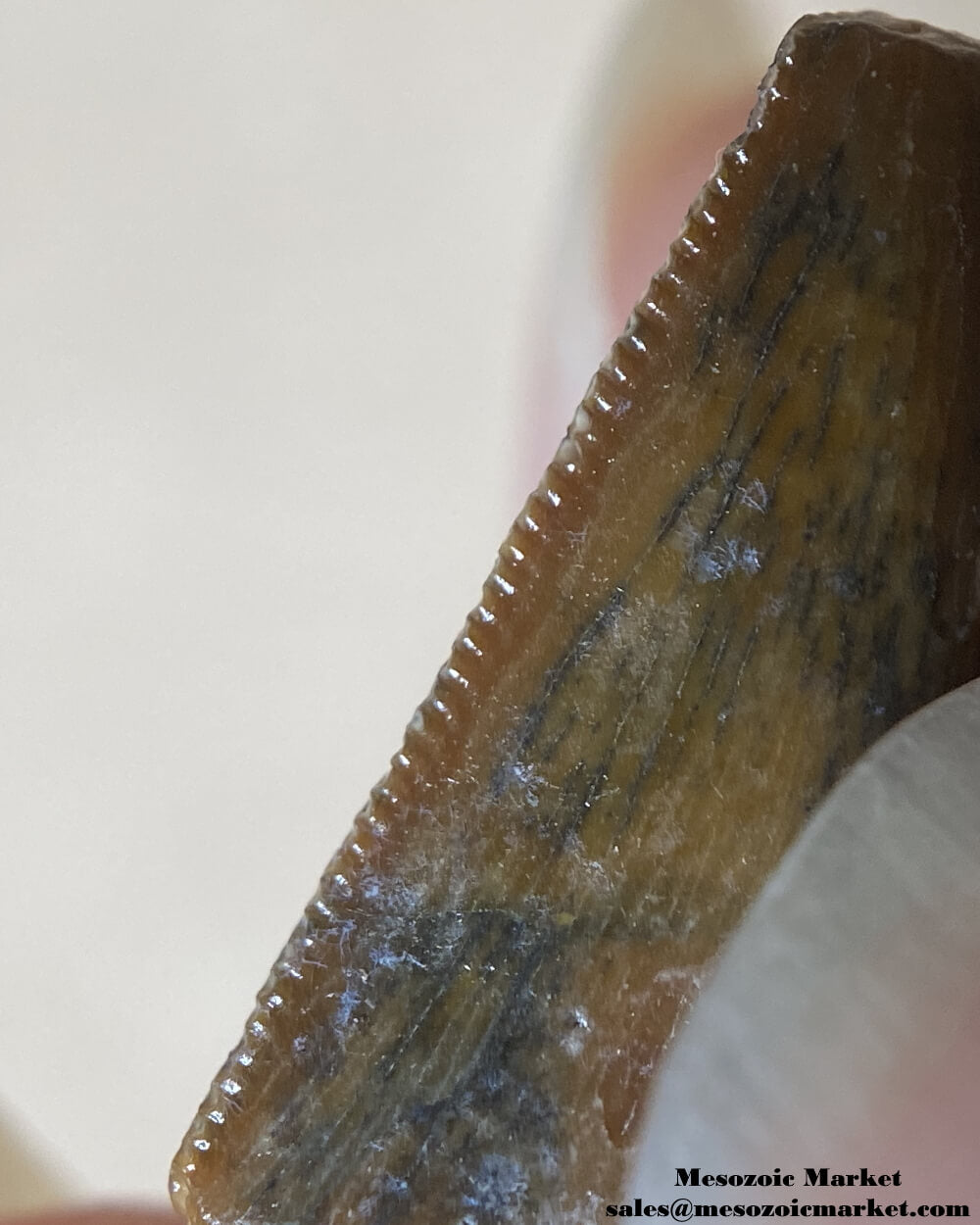 An image of the distal side of an unknown, possibly a noasaurid or dromaeosaurid dinosaur tooth from the Kem Kem Beds.