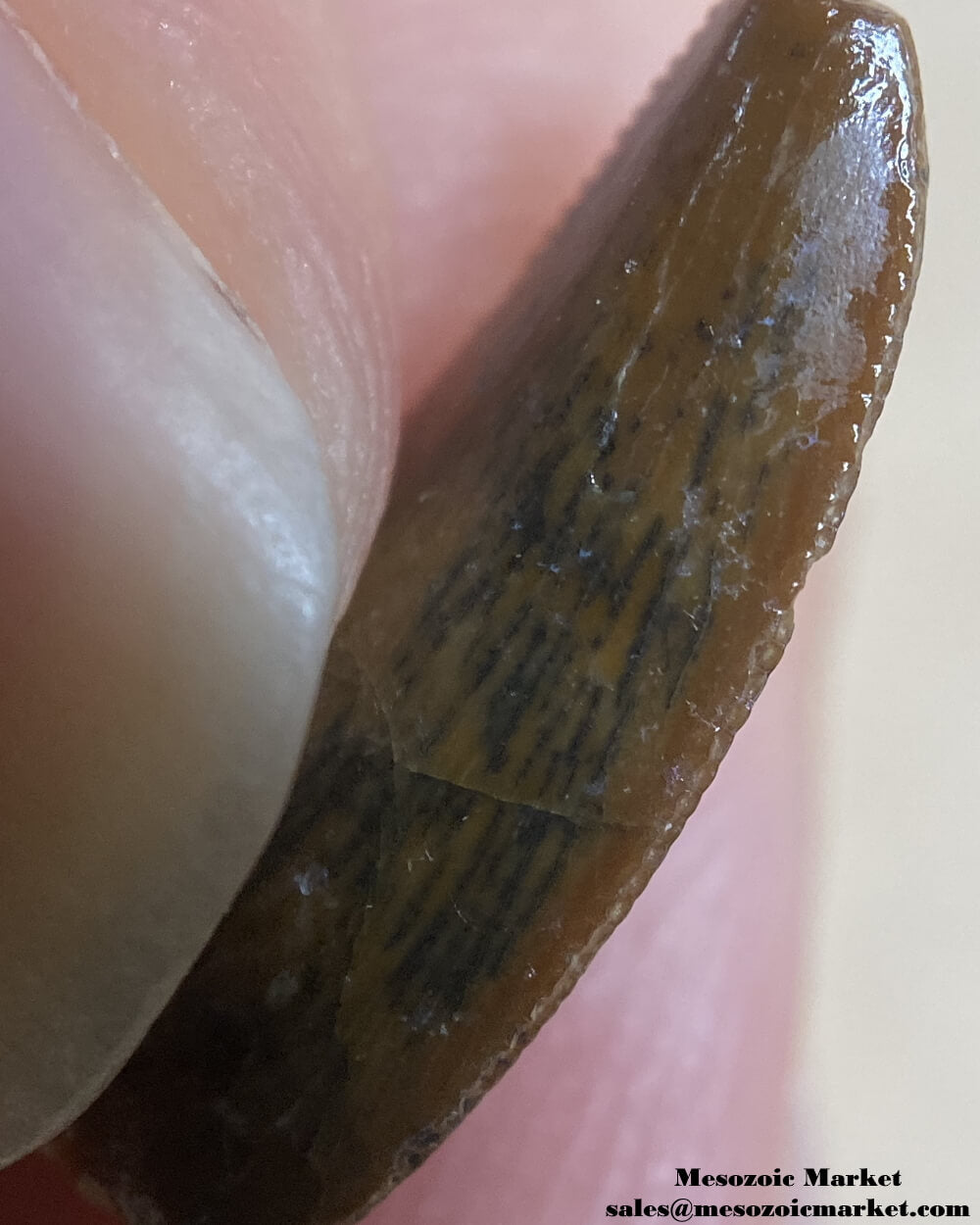 An image of the mesial side of an unknown, possibly a noasaurid or dromaeosaurid dinosaur tooth from the Kem Kem Beds.