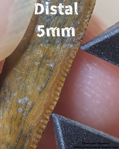 An image of the 5mm distal density an unknown, possibly a noasaurid or dromaeosaurid dinosaur tooth from the Kem Kem Beds.