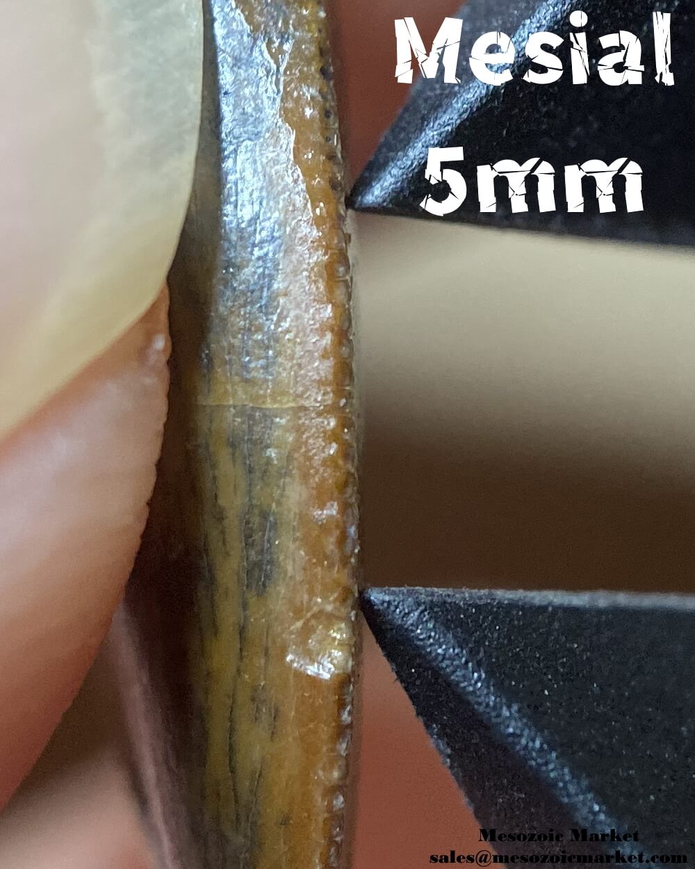 An image of the 5mm mesial density an unknown, possibly a noasaurid or dromaeosaurid dinosaur tooth from the Kem Kem Beds.