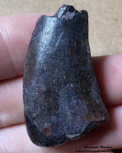 An image of a fossilized tooth from an Eocarcharia dinosaur.