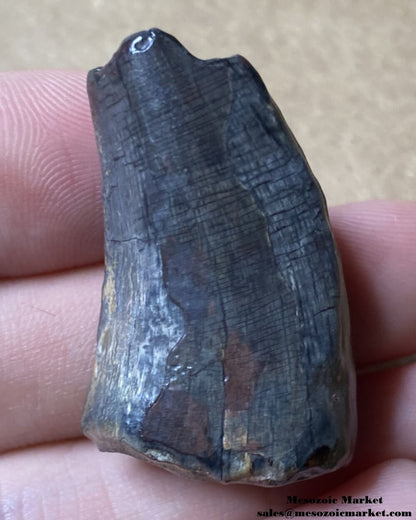 An image of a fossilized tooth from an Eocarcharia dinosaur.