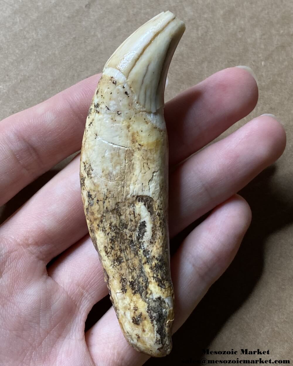 An image of a fossilized canine tooth from a prehistoric cave bear.