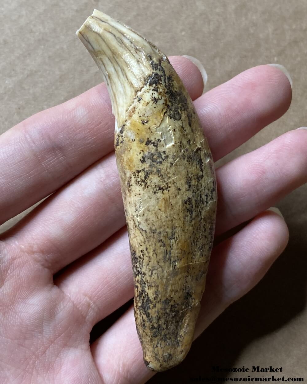 An image of a fossilized canine tooth from a prehistoric cave bear.