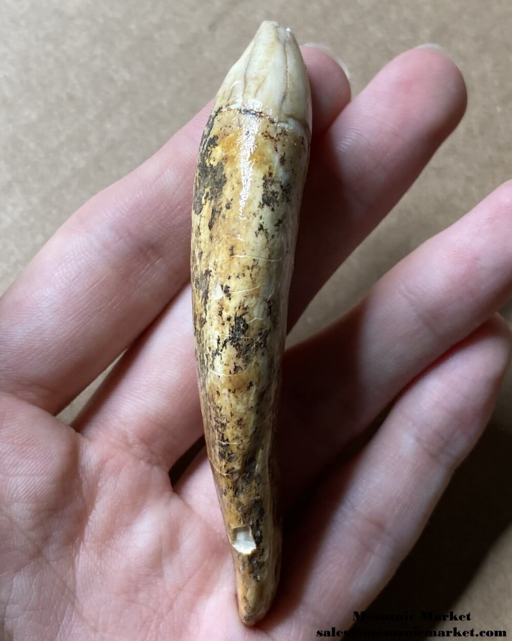 An image of a fossilized canine tooth from a prehistoric cave bear.