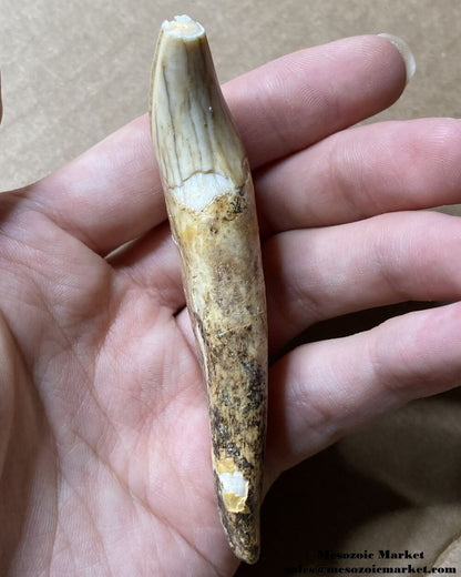 An image of a fossilized canine tooth from a prehistoric cave bear.