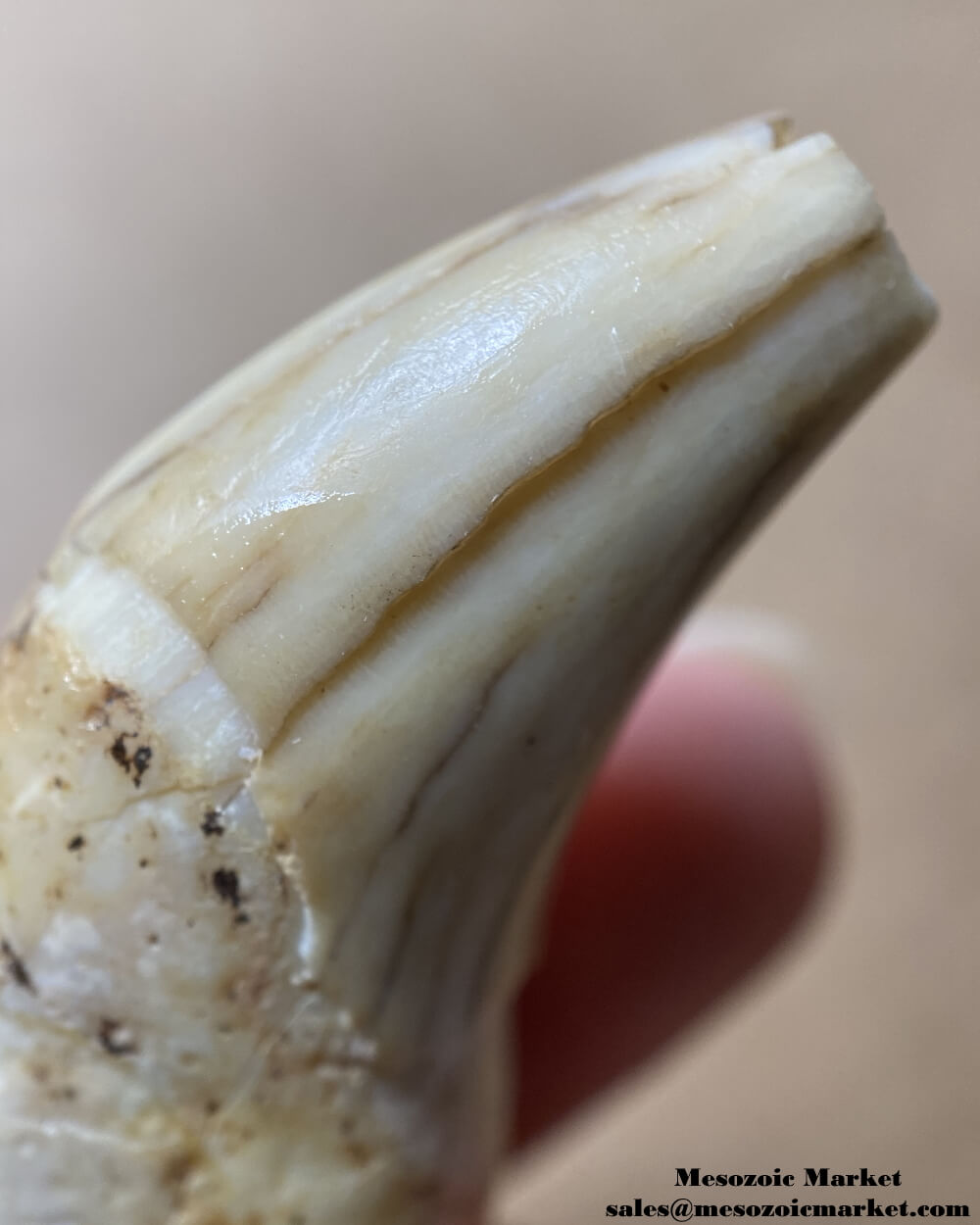 An image of a closeup view of a fossilized canine tooth from a prehistoric cave bear.