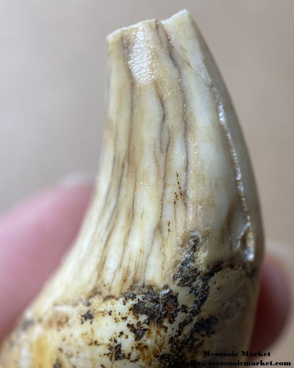 An image of a closeup view of a fossilized canine tooth from a prehistoric cave bear.