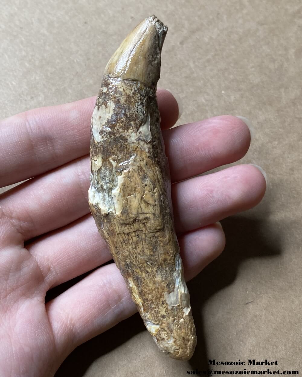 An image of a worn fossilized canine tooth from a prehistoric cave bear.