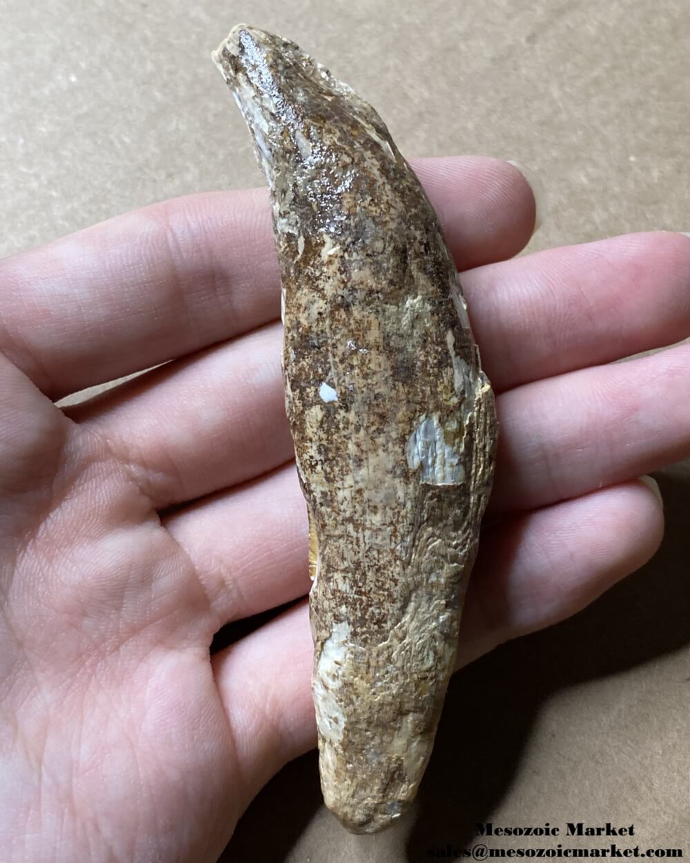 An image of a very worn fossilized canine tooth missing a section of crown from a prehistoric cave bear.