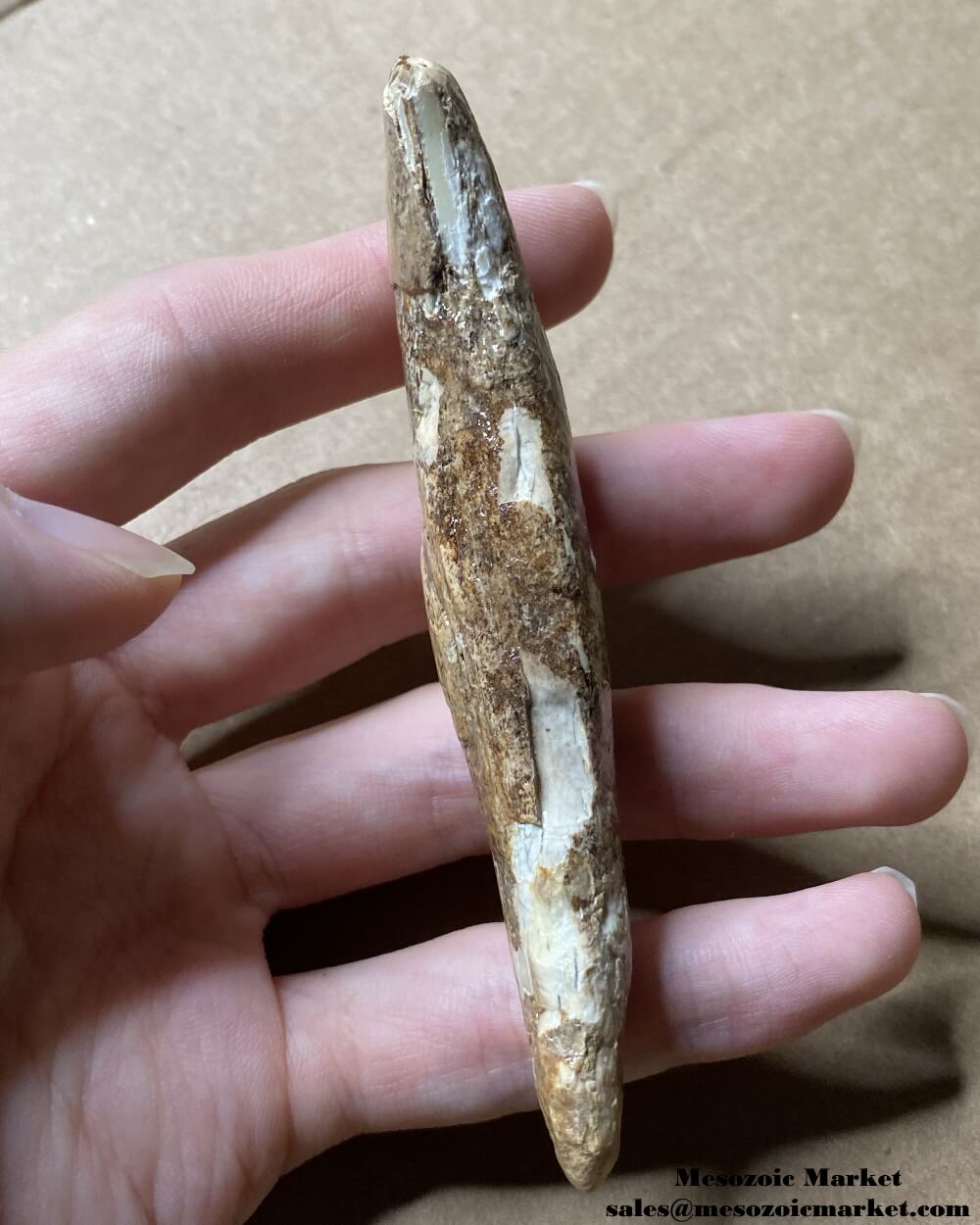 An image of a worn fossilized canine tooth from a prehistoric cave bear.