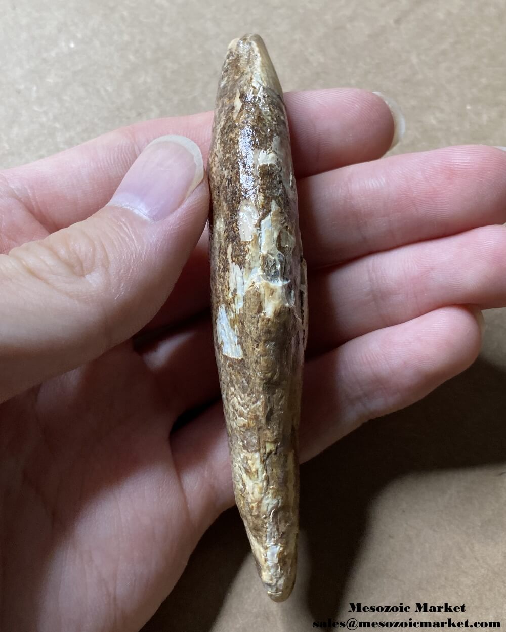 An image of a worn fossilized canine tooth from a prehistoric cave bear.