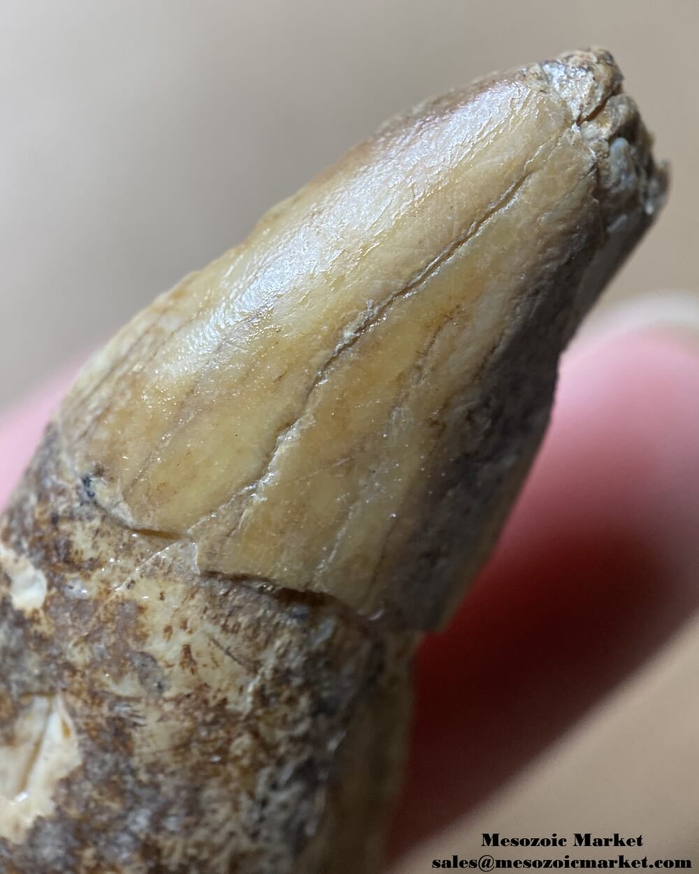 An image of a closeup view of a worn fossilized canine tooth crown from a prehistoric cave bear.