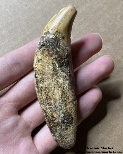 An image of a fossilized canine tooth from a prehistoric cave bear.