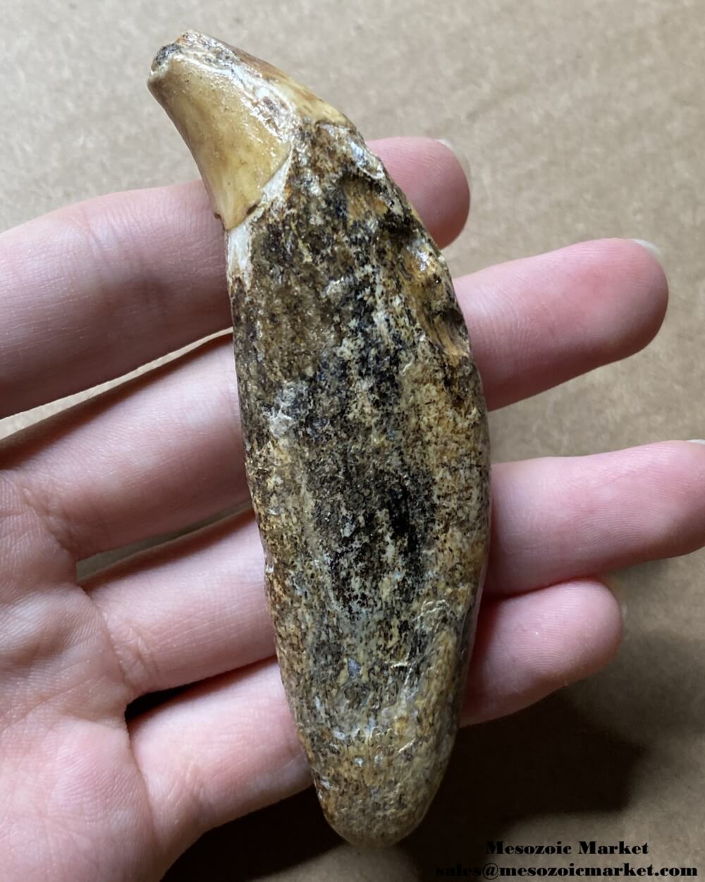 An image of a fossilized canine tooth from a prehistoric cave bear.