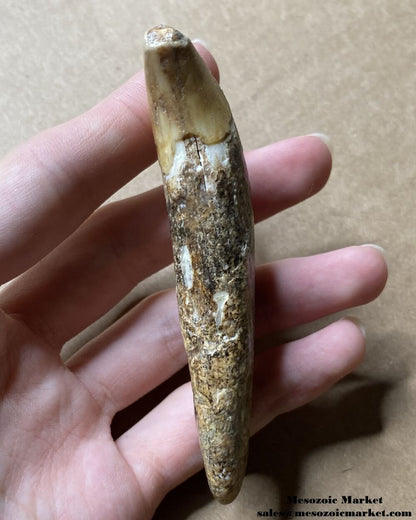 An image of a fossilized canine tooth from a prehistoric cave bear.