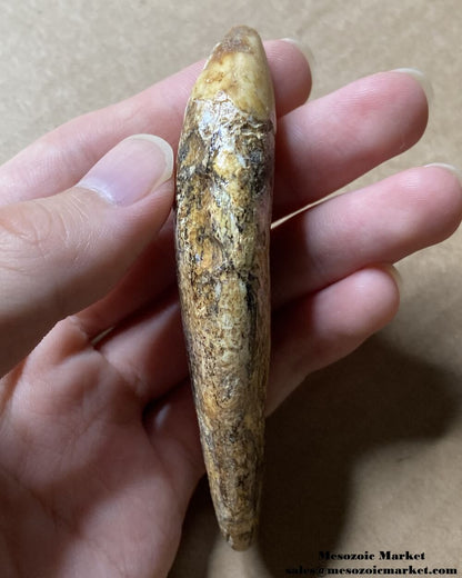 An image of a fossilized canine tooth from a prehistoric cave bear.