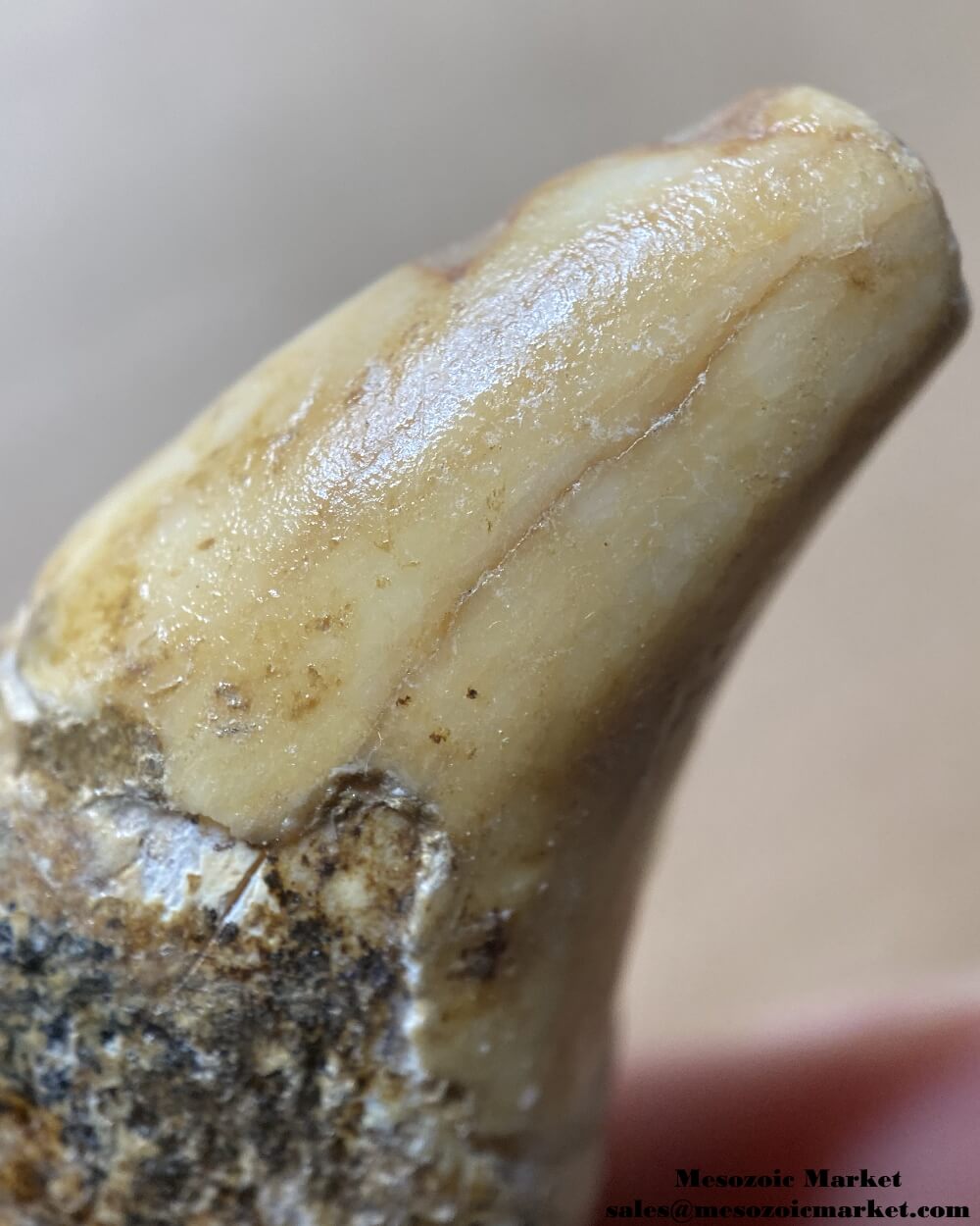 An image of a closeup view of a fossilized canine tooth from a prehistoric cave bear.