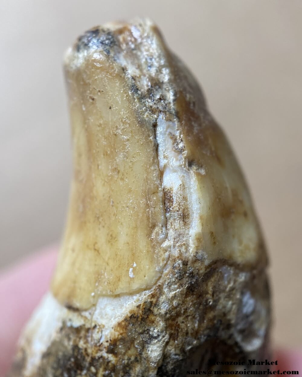 An image of a closeup view of a fossilized canine tooth from a prehistoric cave bear.