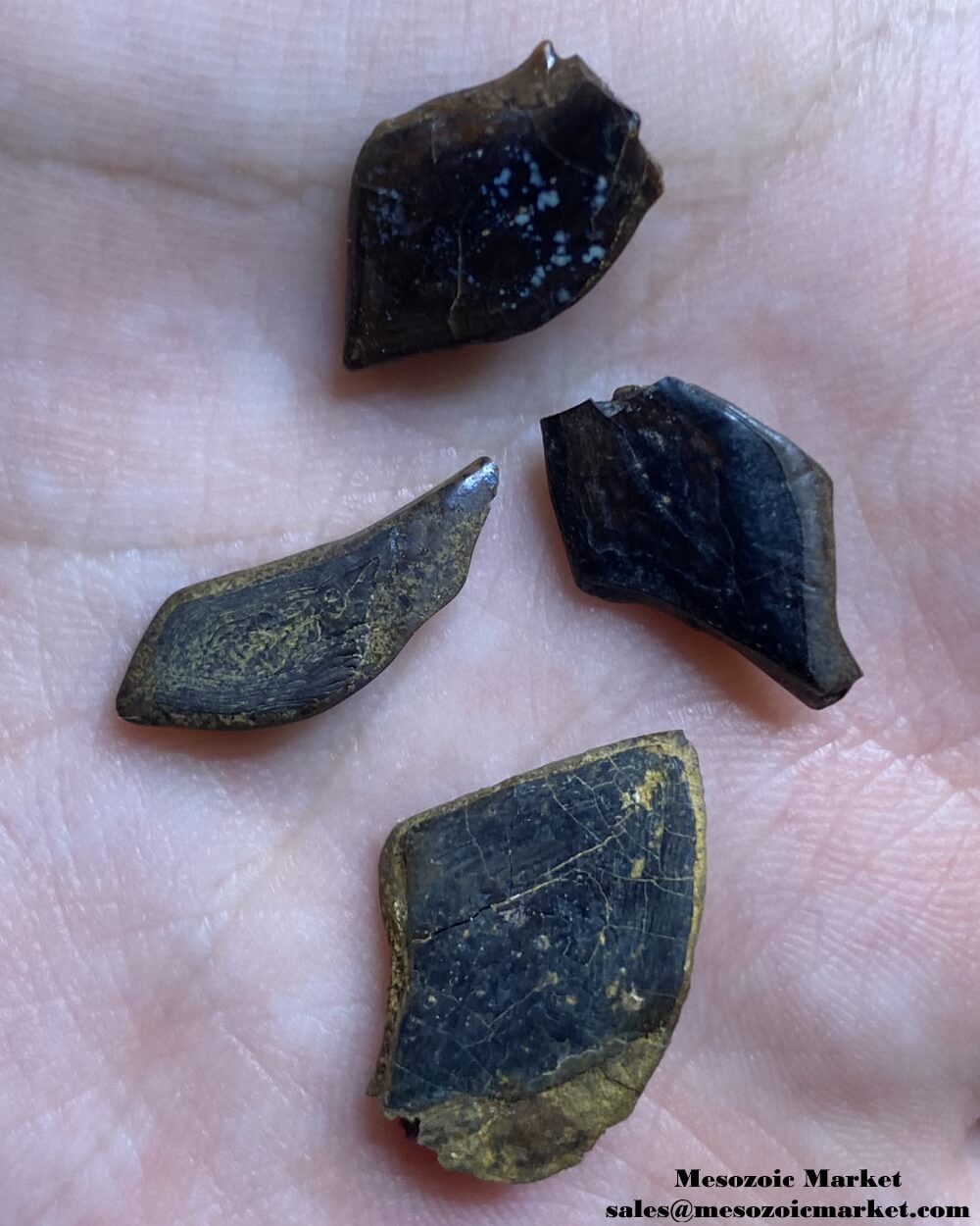 An image of four fossilized extinct gar fish scales.