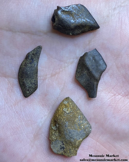 An image of four fossilized extinct gar fish scales.