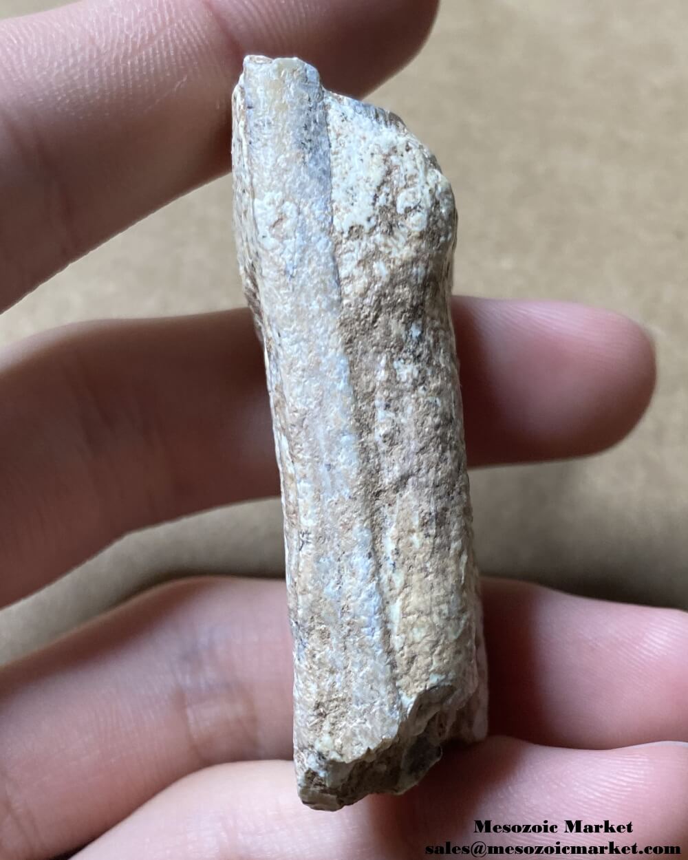 An image of a fossilized tooth from an extinct horse from Gansu.