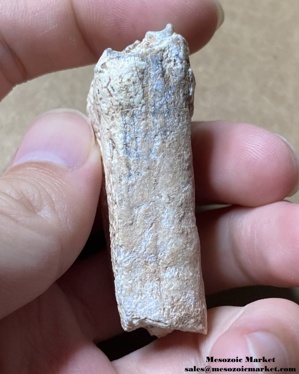 An image of a fossilized tooth from an extinct horse from Gansu.