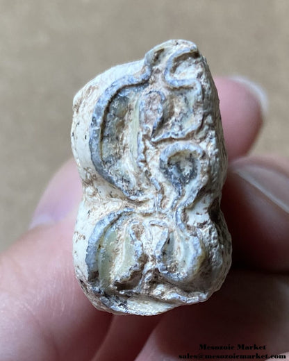 An image showing the closeup view of the chewing surface of a fossilized extinct horse tooth from Gansu.