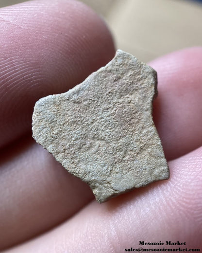 An image of a fossilized eggshell from a Gastornis bird.