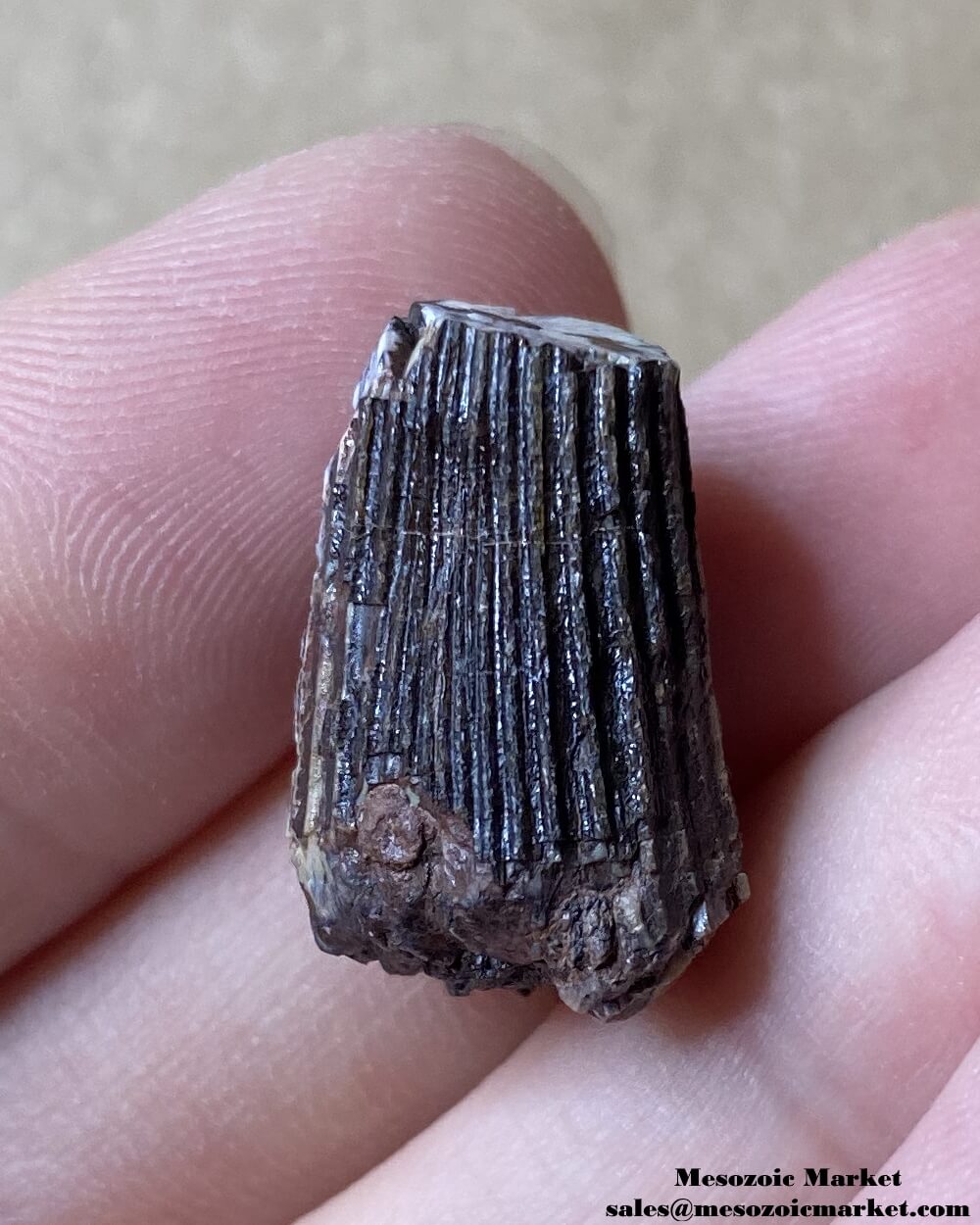 An image of a fossilized tooth from an Ichthyovenator dinosaur.