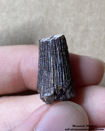 An image of the distal side of a fossilized tooth from an Ichthyovenator dinosaur.