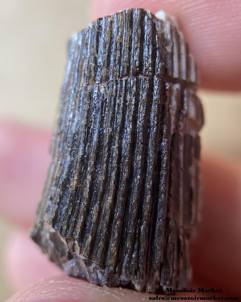 An image of a closeup view of a fossilized tooth from an Ichthyovenator dinosaur.