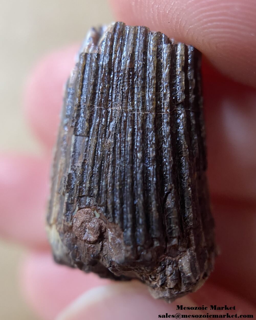Ichthyovenator Tooth #LAO09754 - Grès supérieurs Formation – Mesozoic ...