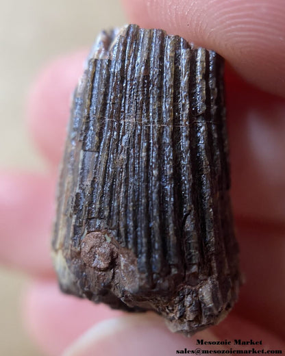 An image of a closeup view of a fossilized tooth from an Ichthyovenator dinosaur.