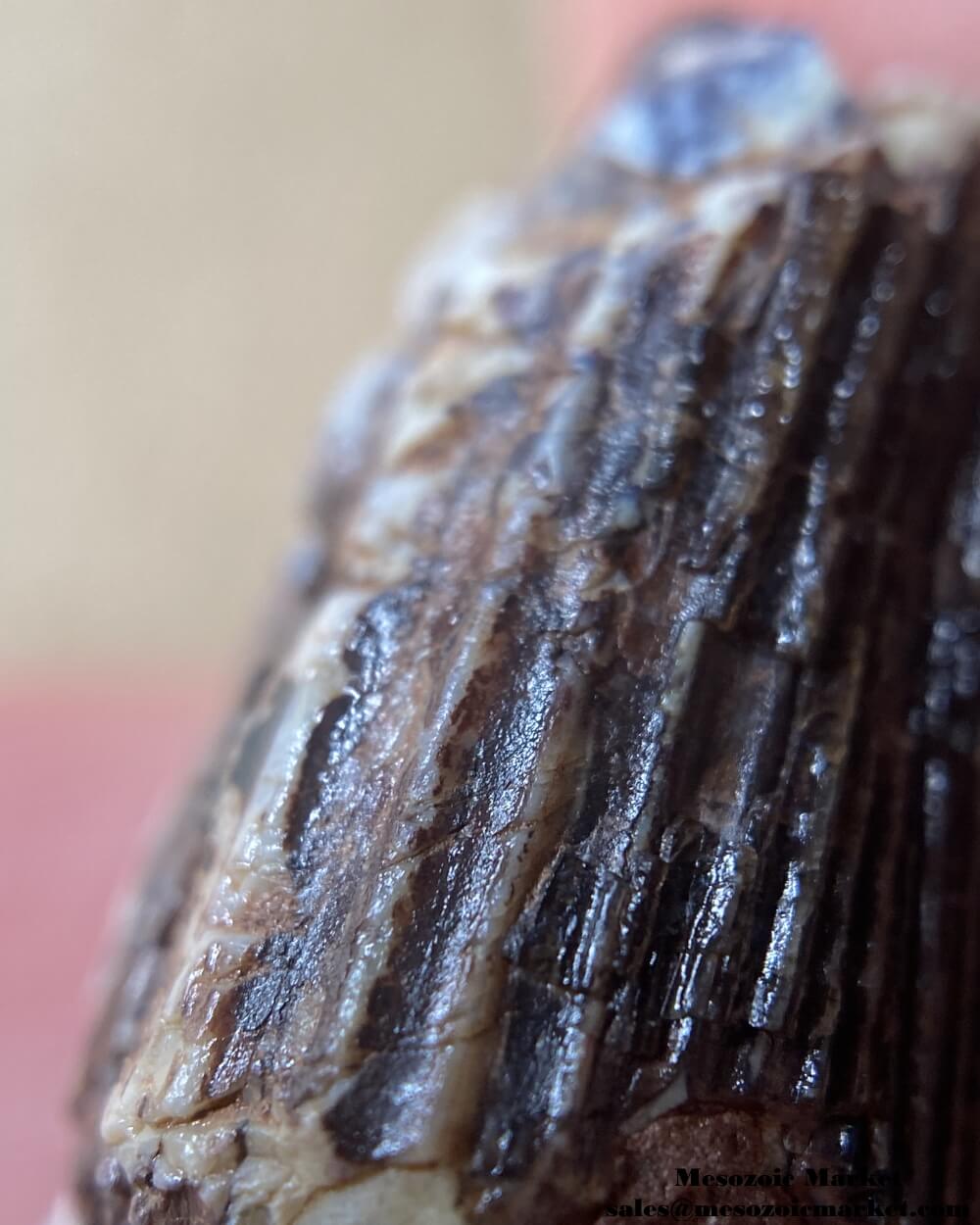 An image of a closeup view of the enamel texture of a fossilized tooth from an Ichthyovenator dinosaur.