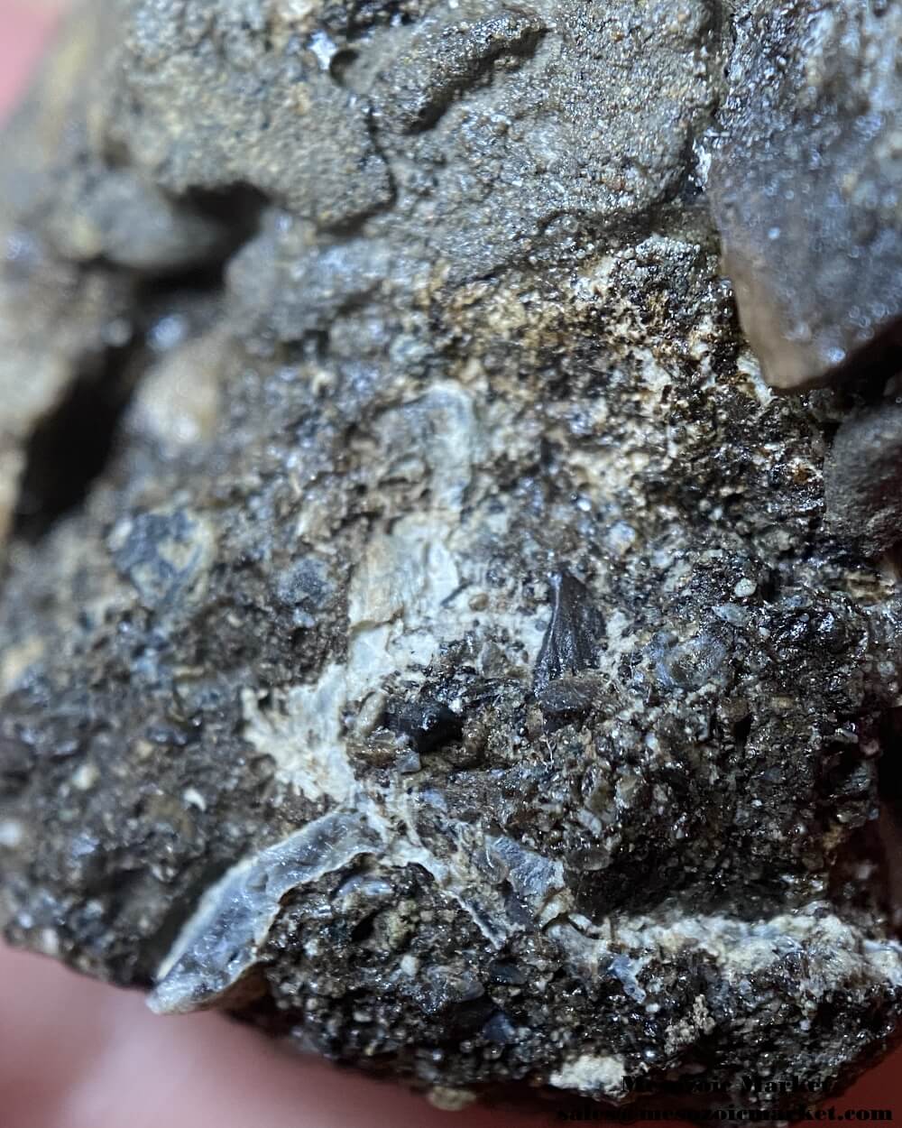 Closeup view of Bakrit Oil Shale matrix on a Igdamanosaurus tooth. #MAR96849-6