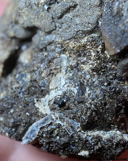 Closeup view of Bakrit Oil Shale matrix on a Igdamanosaurus tooth. #MAR96849-6