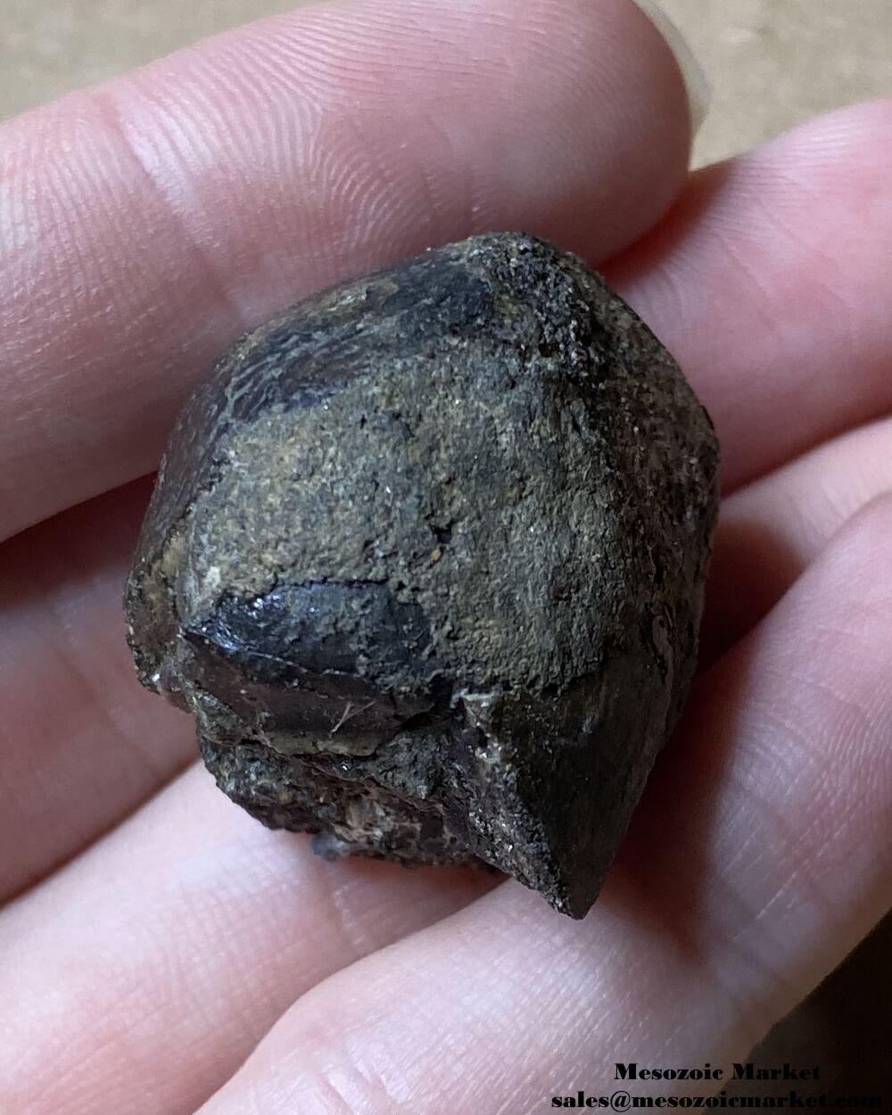 Fossilized marine reptile tooth from an Igdamanosaurus or Globidens mosasaur. #MAR96849-3