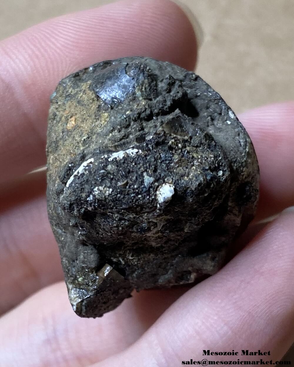 Fossilized marine reptile tooth from an Igdamanosaurus or Globidens mosasaur. #MAR96849-5