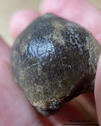 Closeup view of a fossilized marine reptile tooth from an Igdamanosaurus or Globidens mosasaur. #MAR96849-6