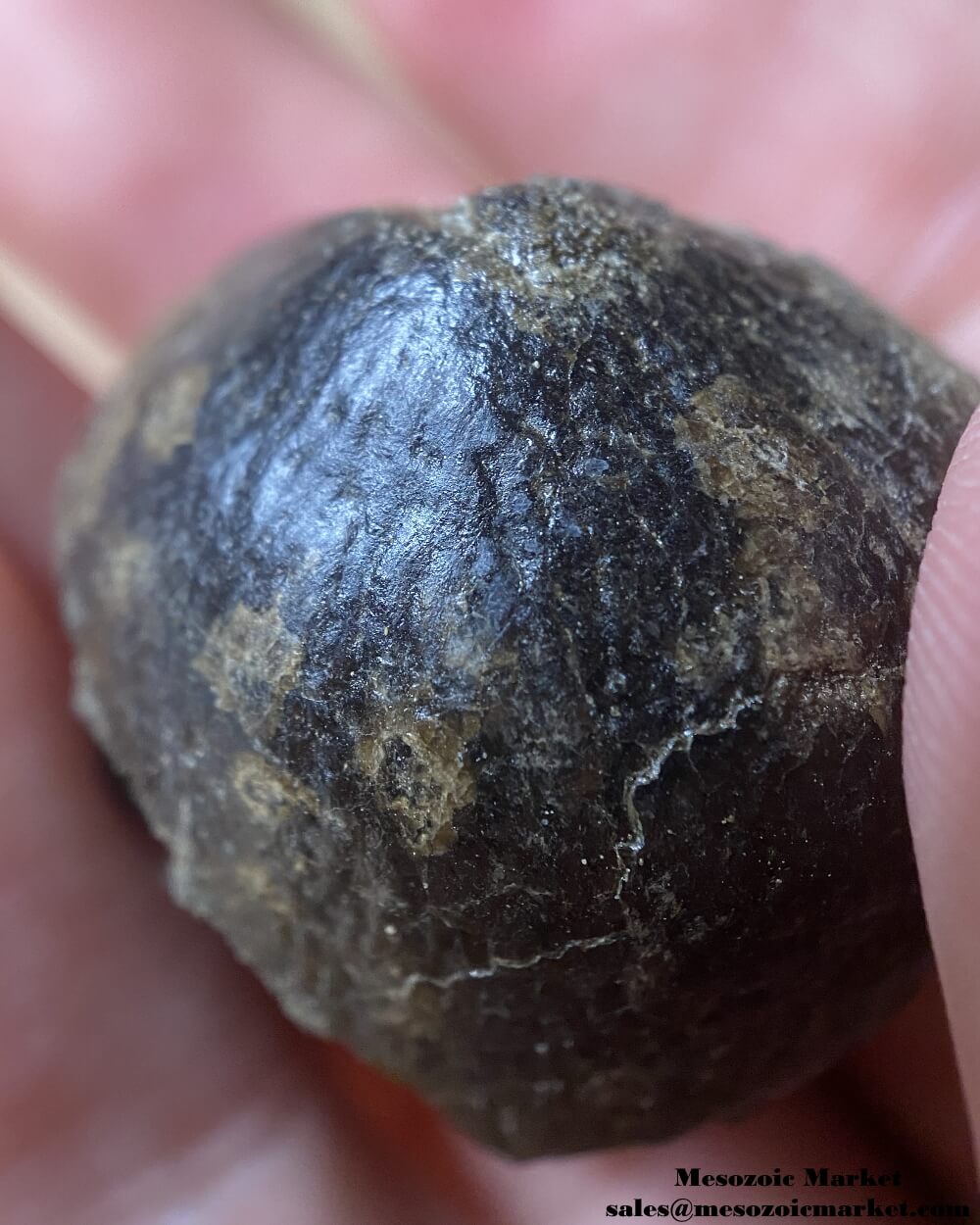 Closeup view of a fossilized marine reptile tooth from an Igdamanosaurus or Globidens mosasaur. #MAR96849-7