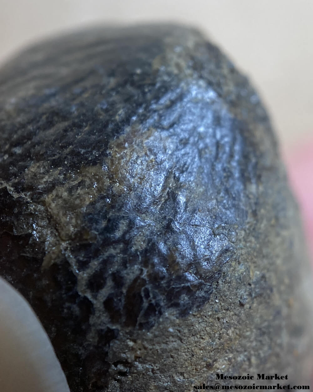 Closeup view of a fossilized marine reptile tooth from an Igdamanosaurus or Globidens mosasaur. #MAR96849-7