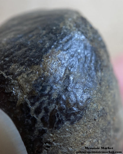 Closeup view of a fossilized marine reptile tooth from an Igdamanosaurus or Globidens mosasaur. #MAR96849-7