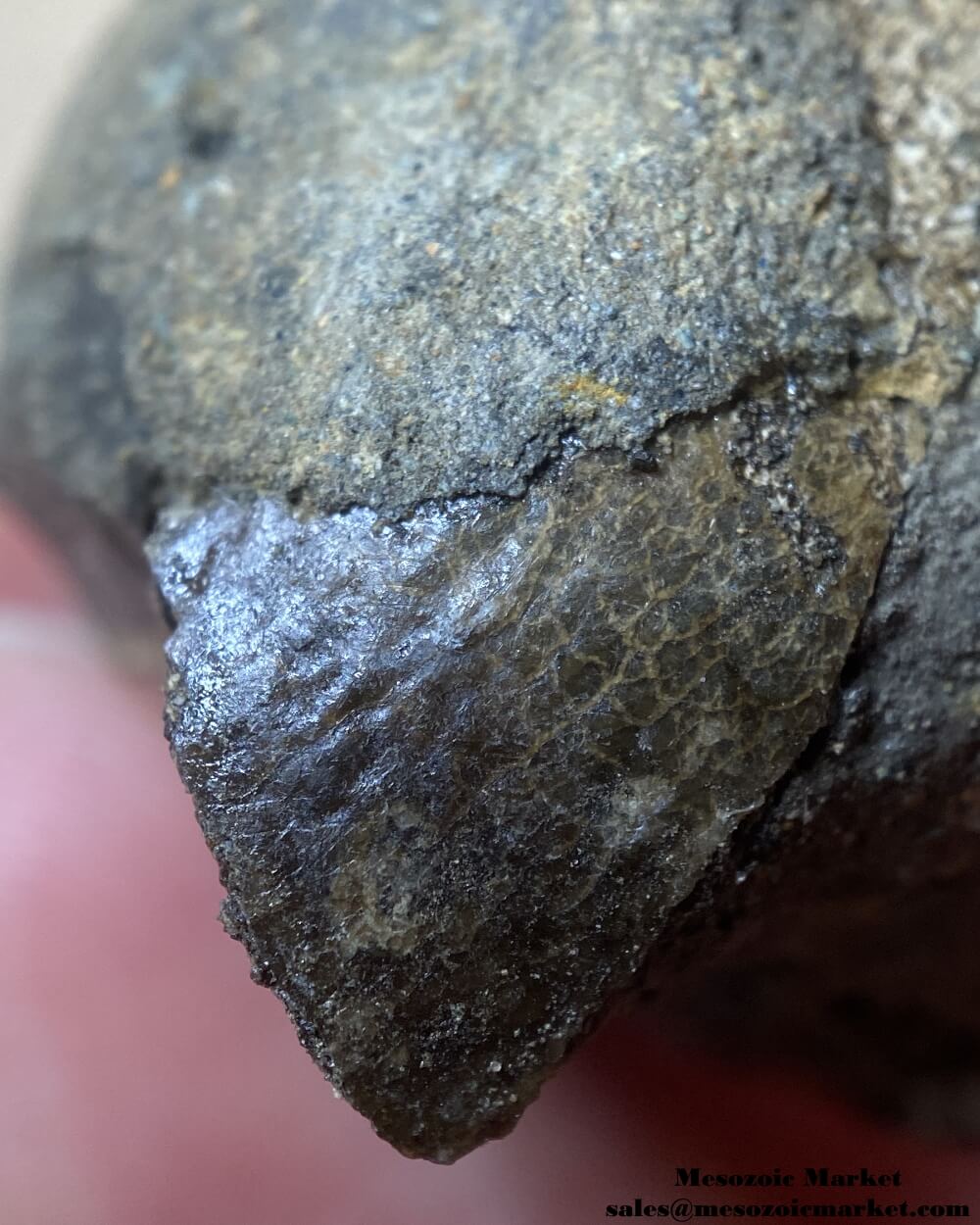 Closeup view of a fossilized marine reptile tooth from an Igdamanosaurus or Globidens mosasaur. #MAR96849-7