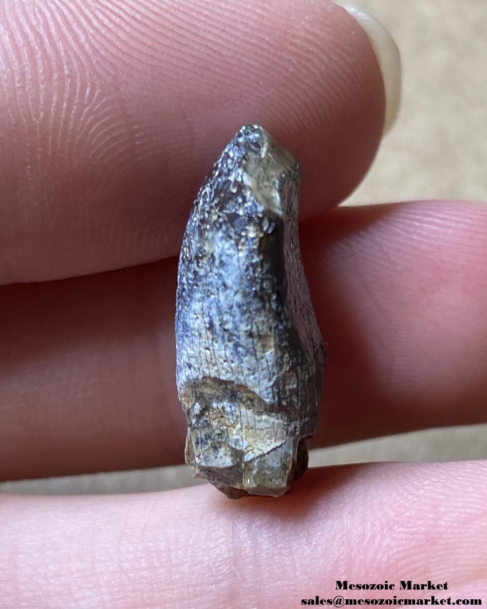 An image of a fossilized dinosaur tooth from a Jurassic sauropod.